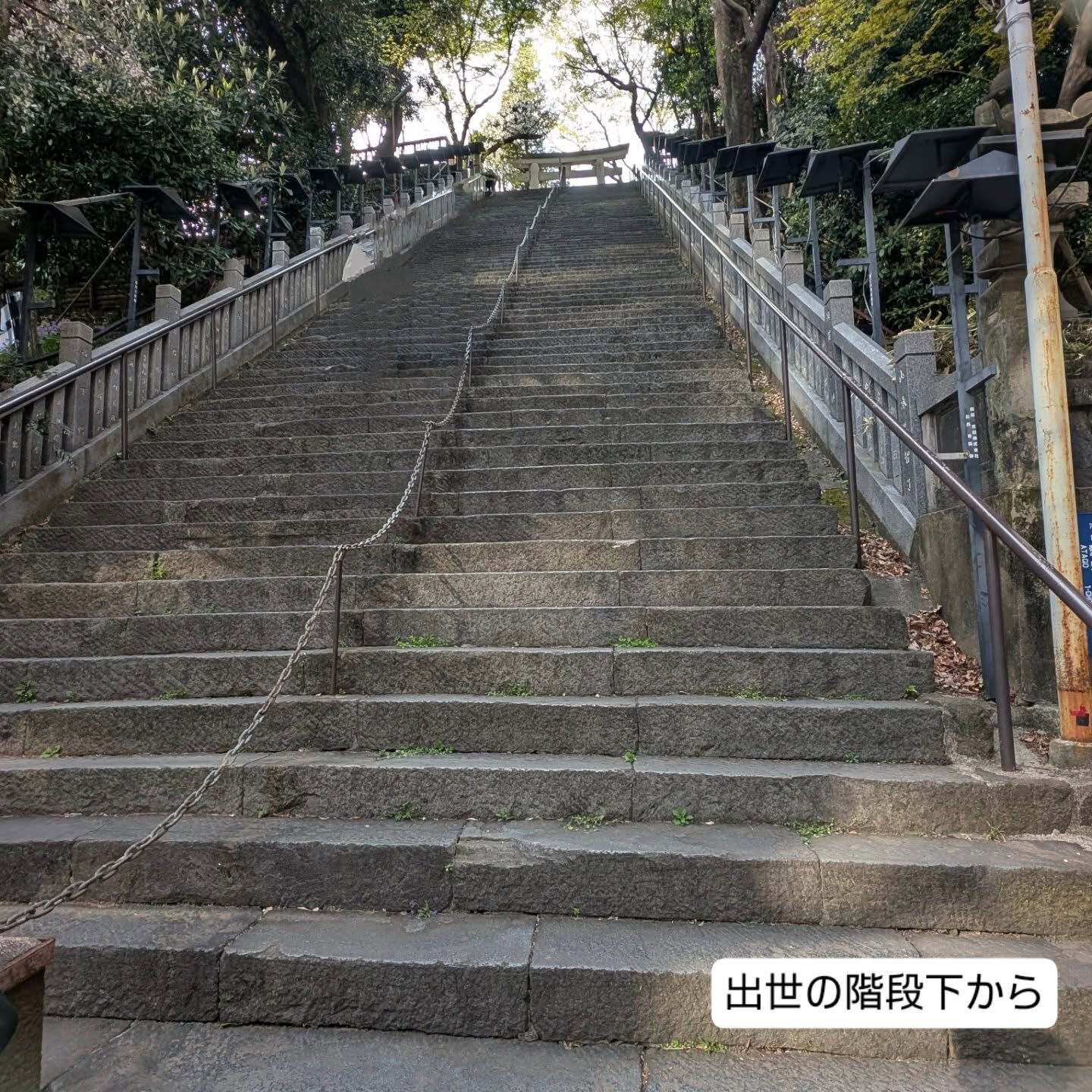 横浜市青葉区のペットシッターわんこファーストです!