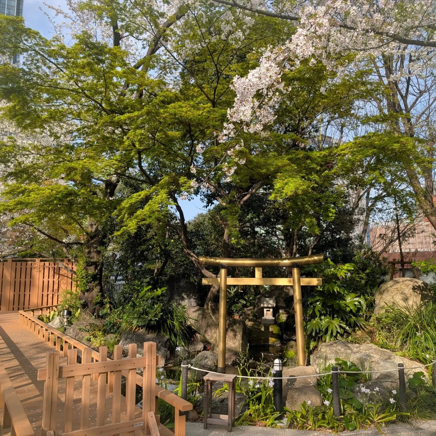 横浜市青葉区のペットシッターわんこファーストです!