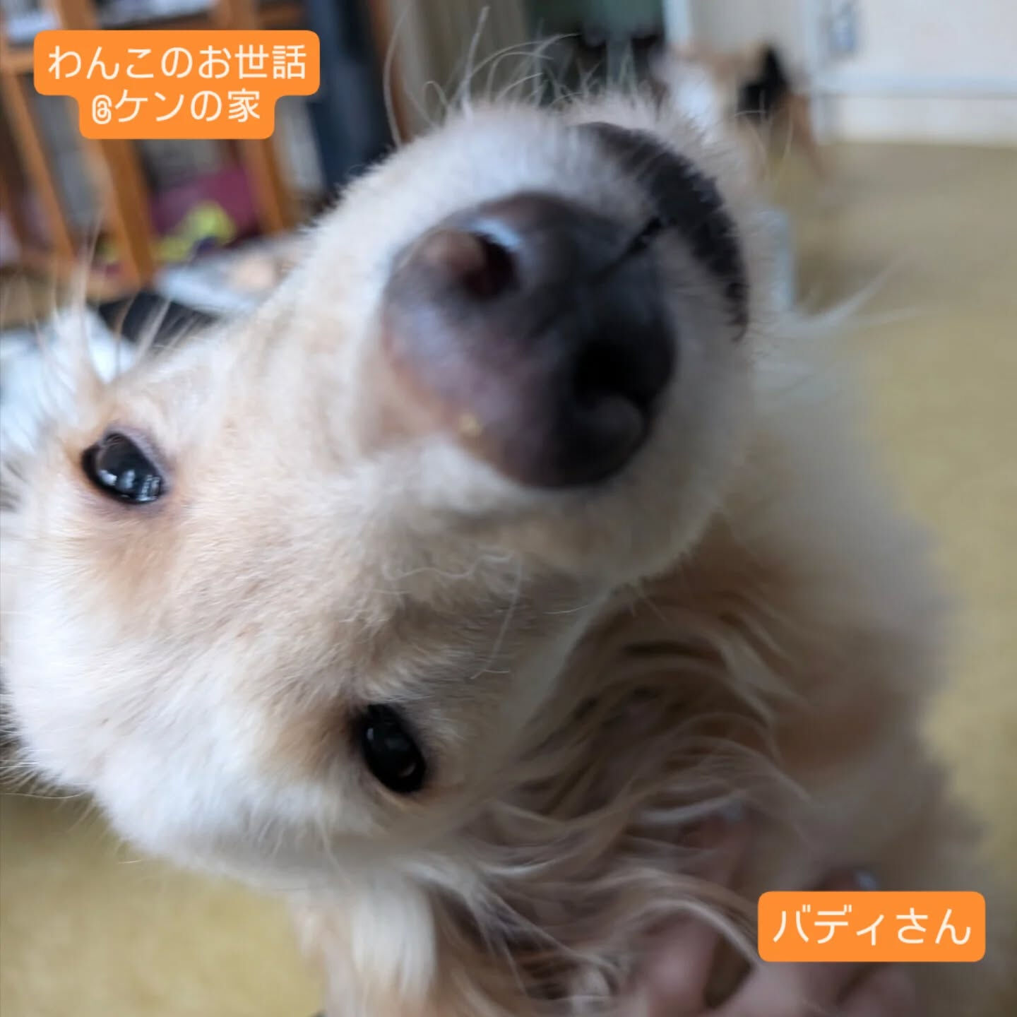 横浜市青葉区のペットシッターわんこファーストです！