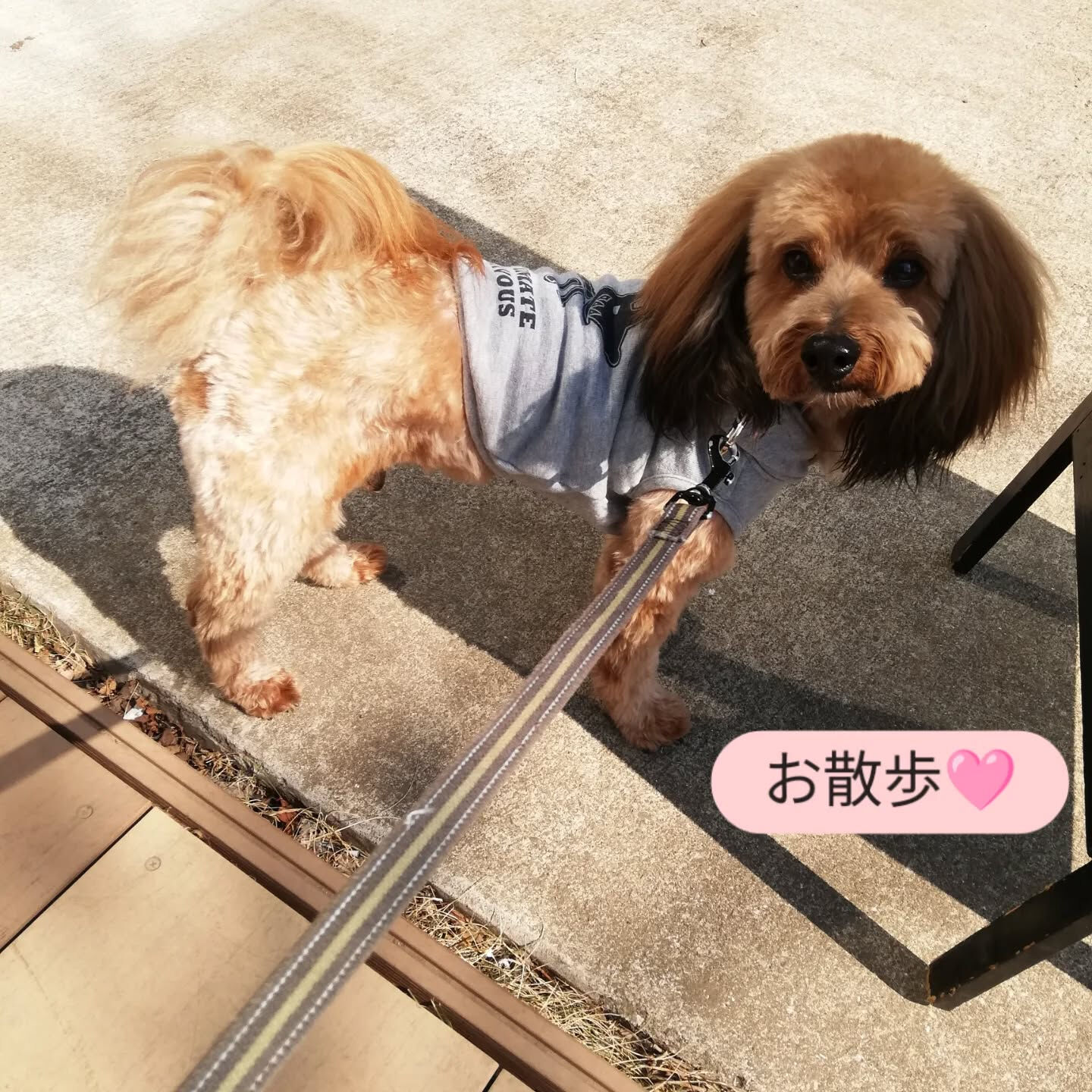 横浜市青葉区のペットシッターわんこファーストです!