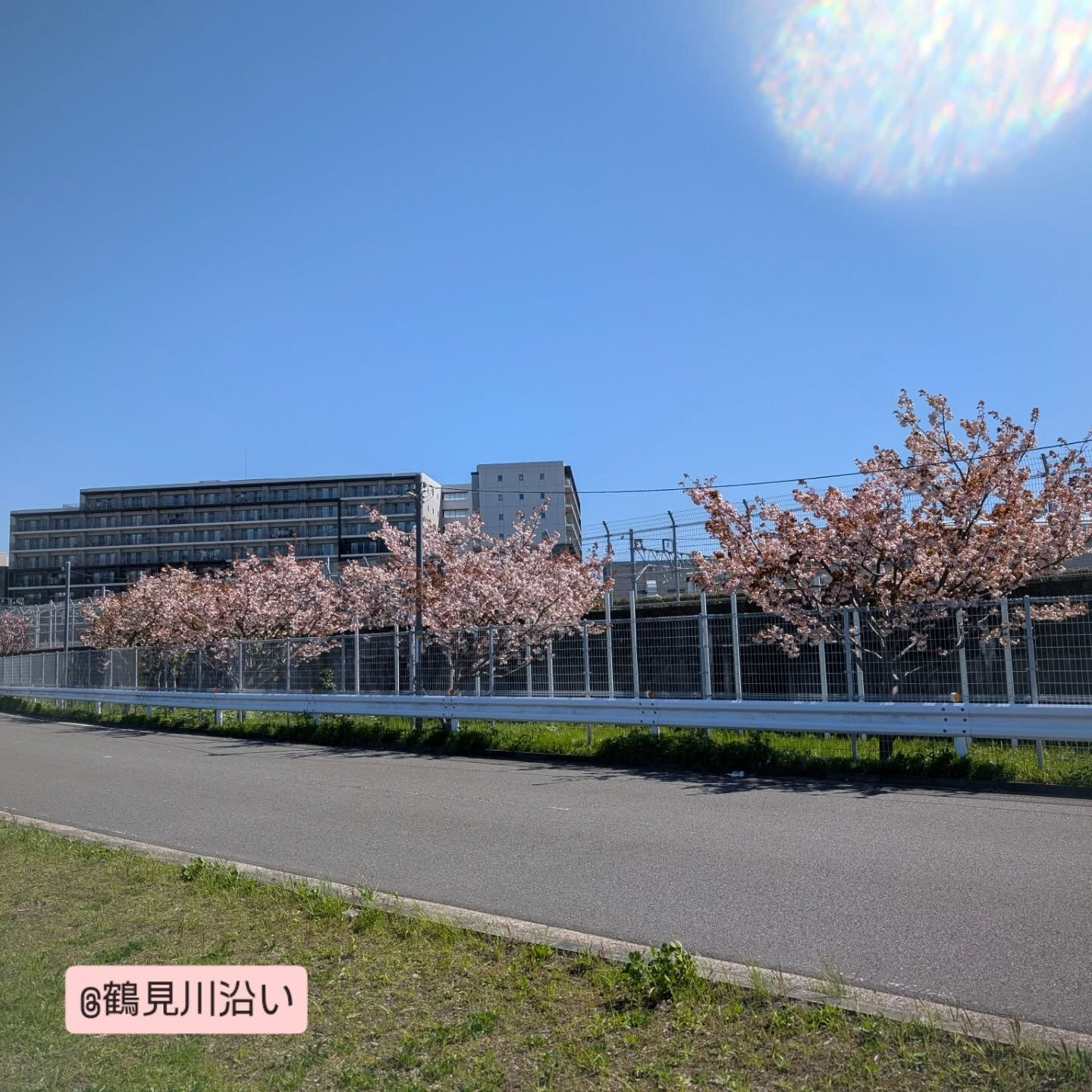横浜市青葉区のペットシッターわんこファーストです！