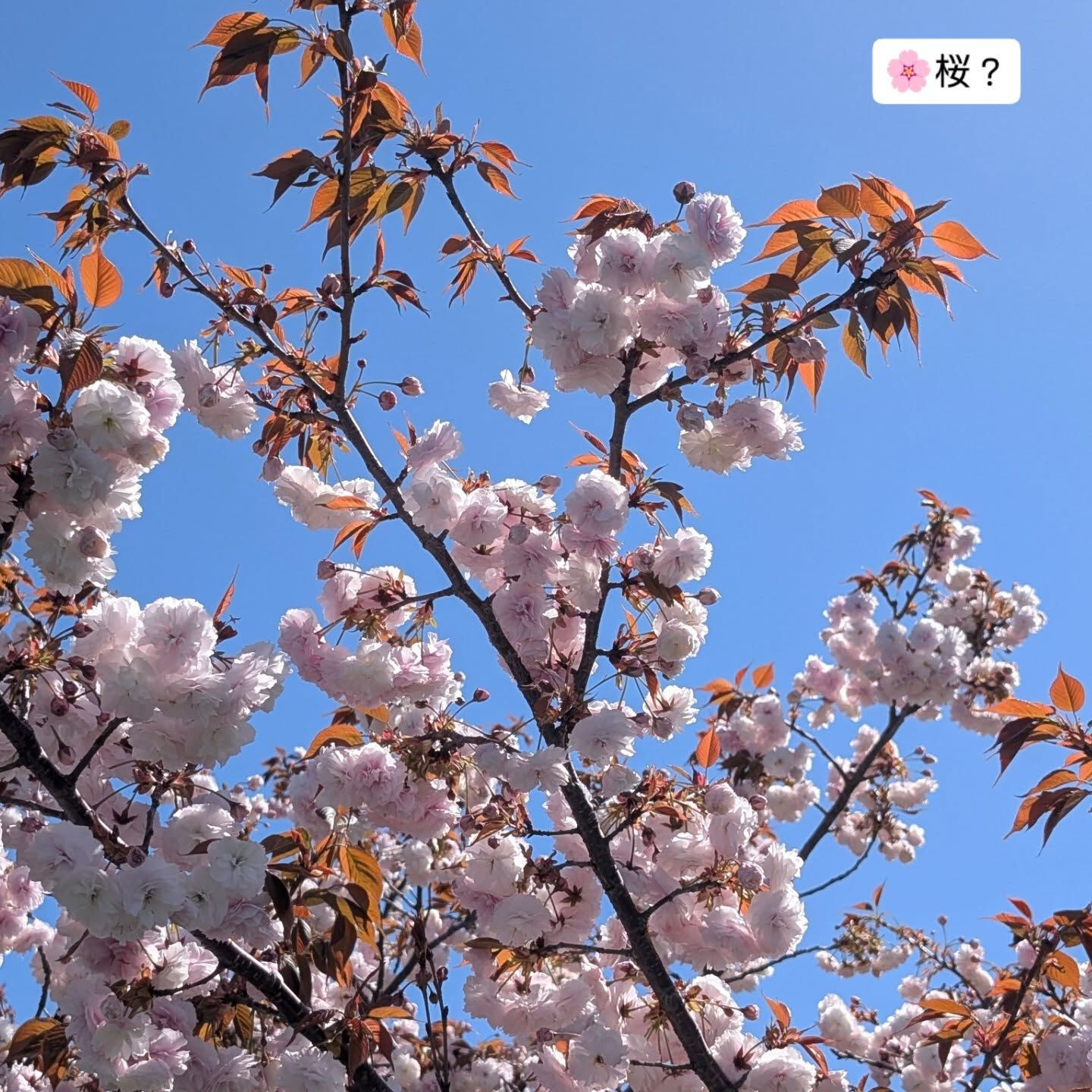 横浜市青葉区のペットシッターわんこファーストです！