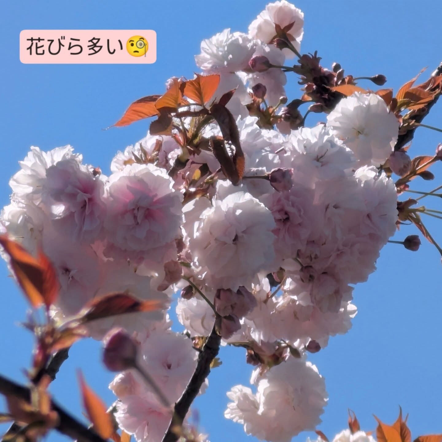 横浜市青葉区のペットシッターわんこファーストです！