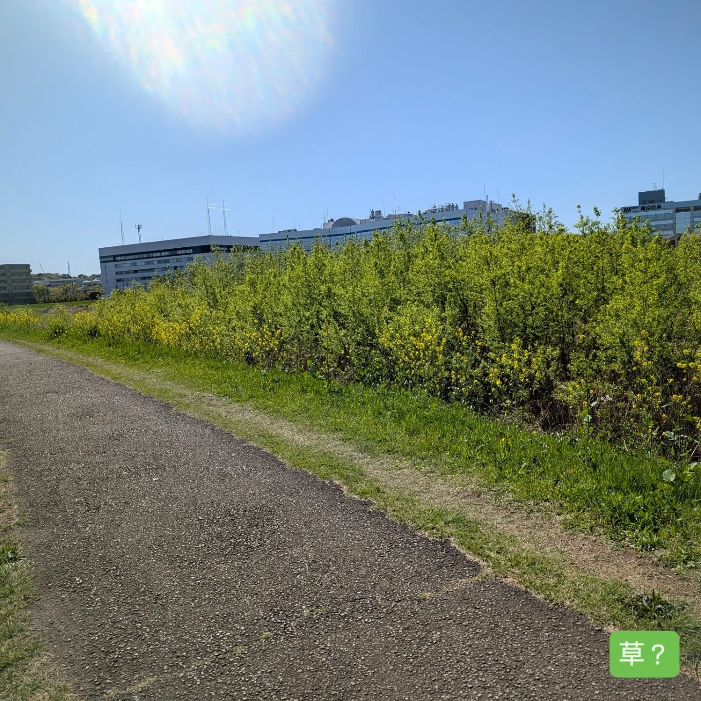 横浜市青葉区のペットシッターわんこファーストです！