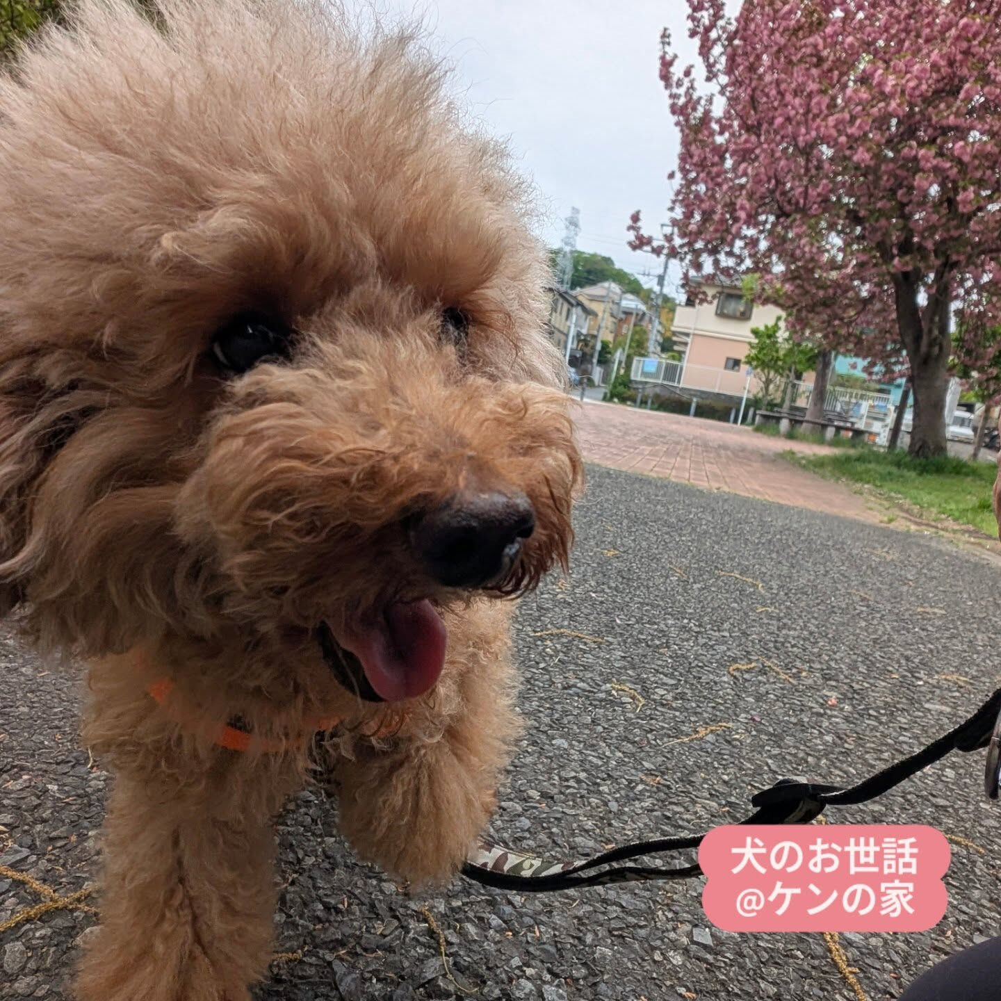 横浜市青葉区のペットシッターわんこファーストです！