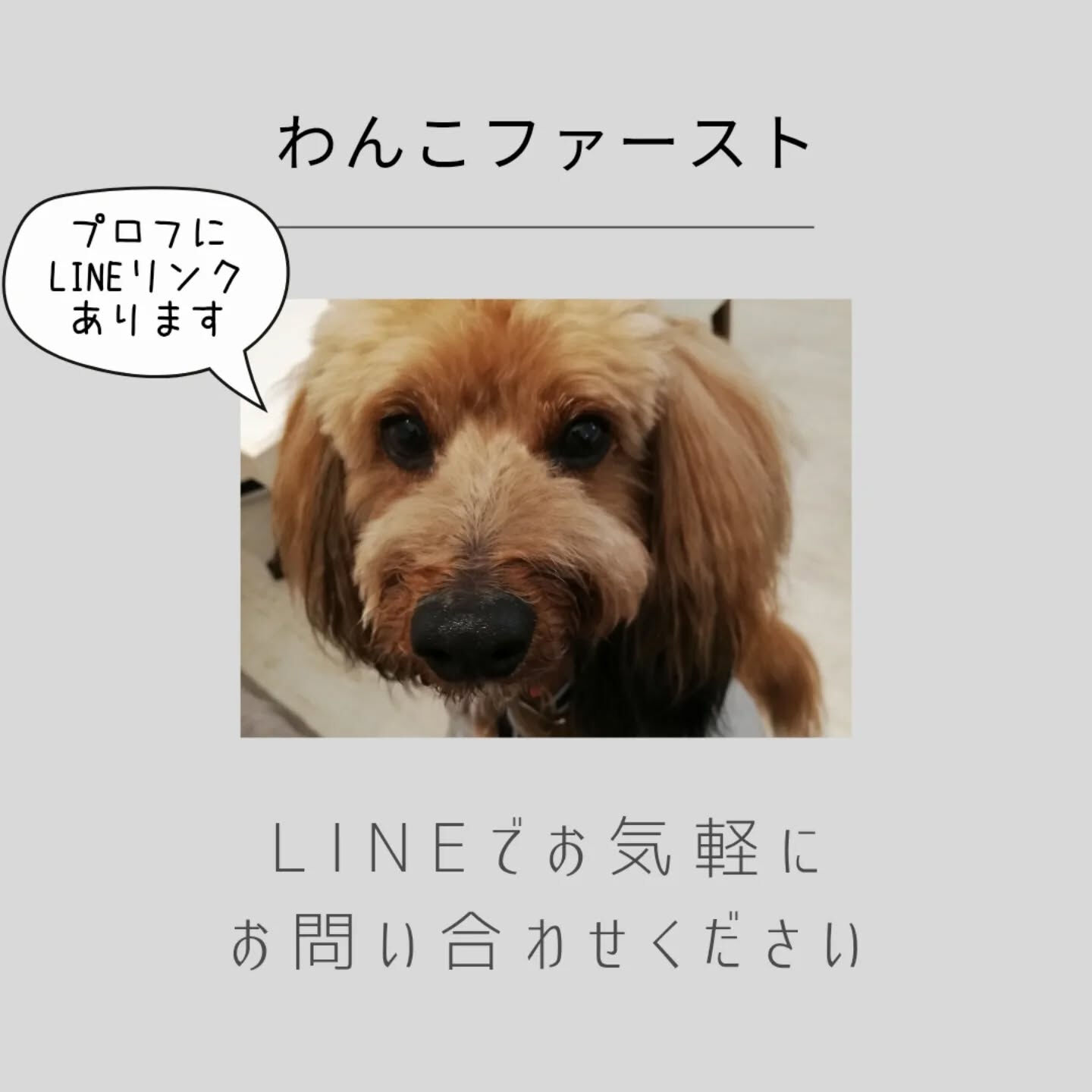 横浜市青葉区のペットシッターわんこファーストです！