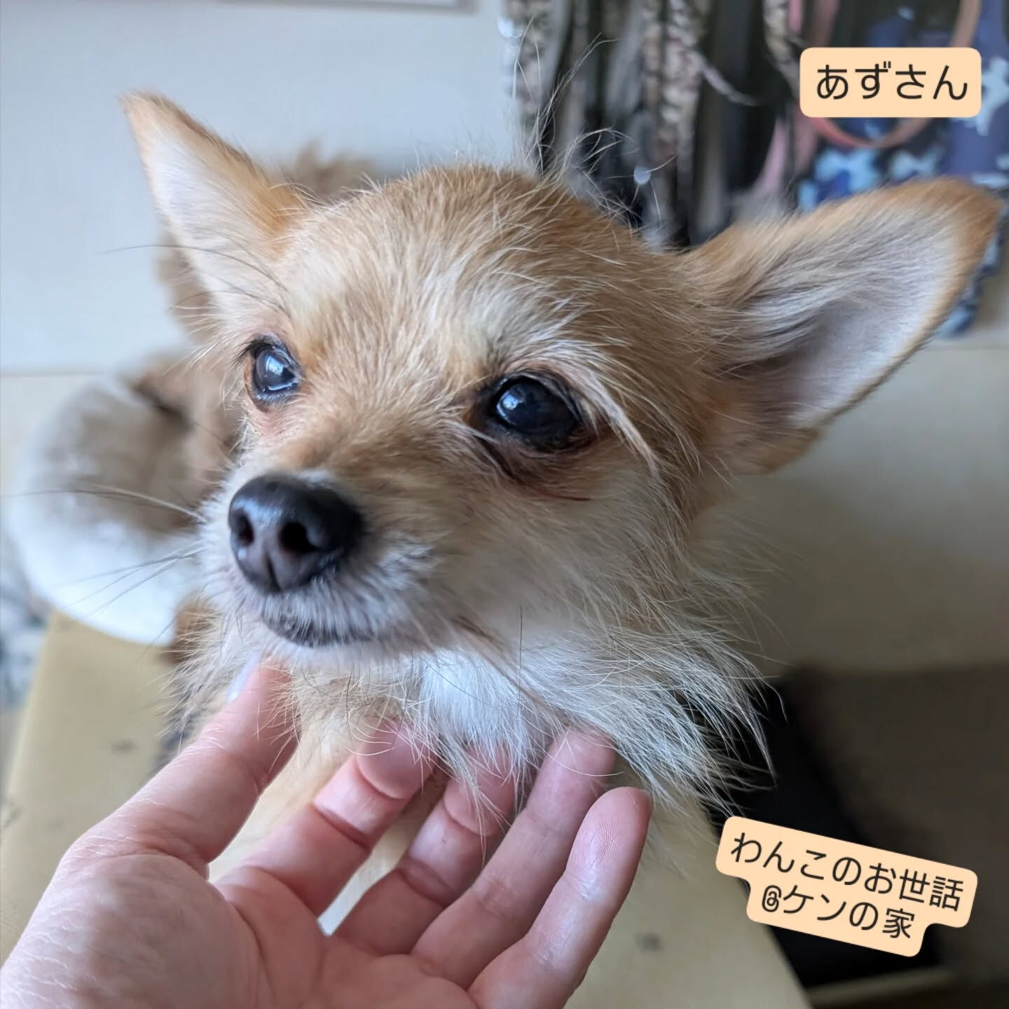 横浜市青葉区のペットシッターわんこファーストです!