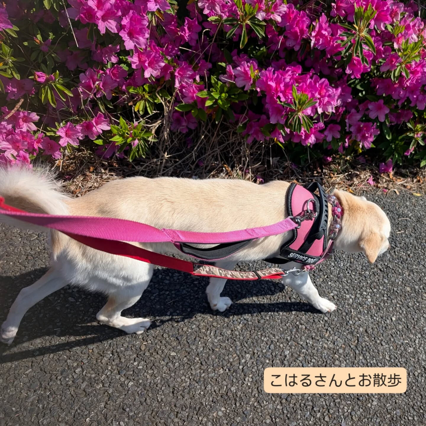 横浜市青葉区のペットシッターわんこファーストです!