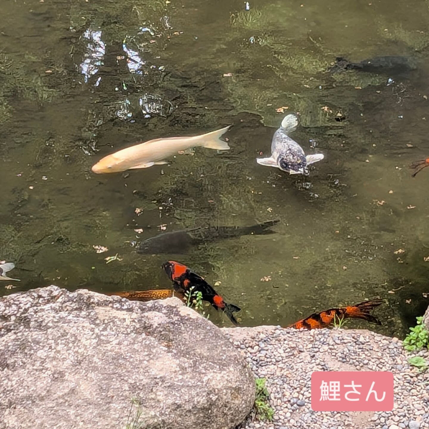 横浜市青葉区のペットシッターわんこファーストです！