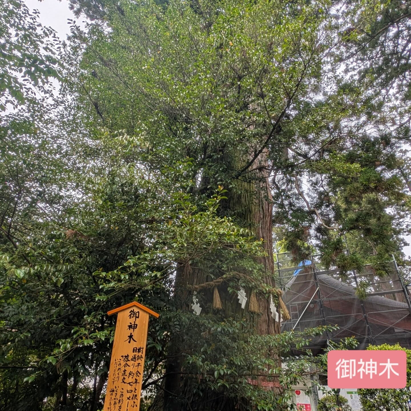 横浜市青葉区のペットシッターわんこファーストです！