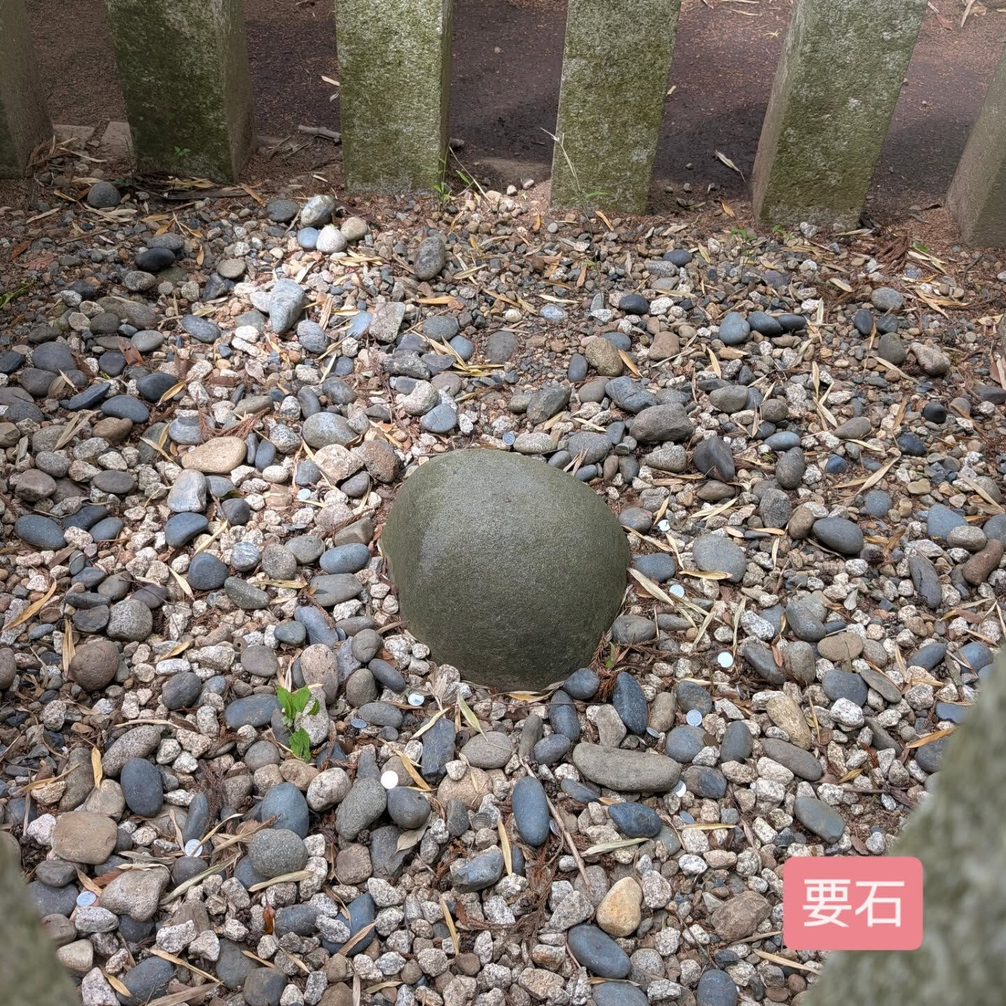 横浜市青葉区のペットシッターわんこファーストです！