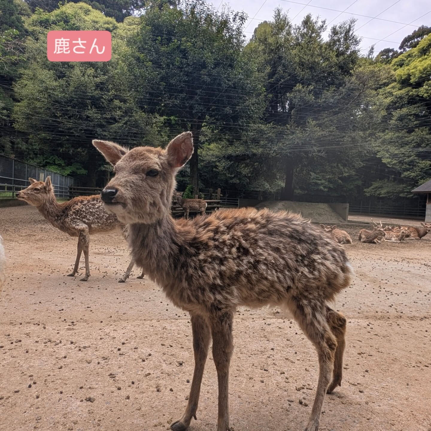 横浜市青葉区のペットシッターわんこファーストです！