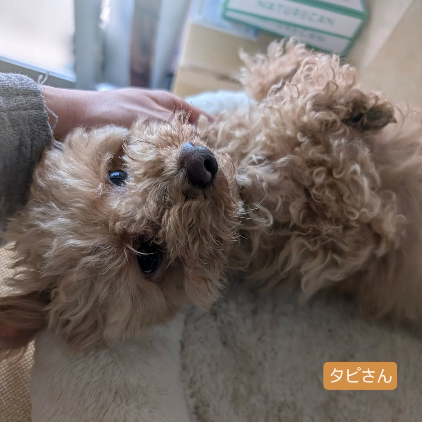 横浜市青葉区のペットシッターわんこファーストです！
