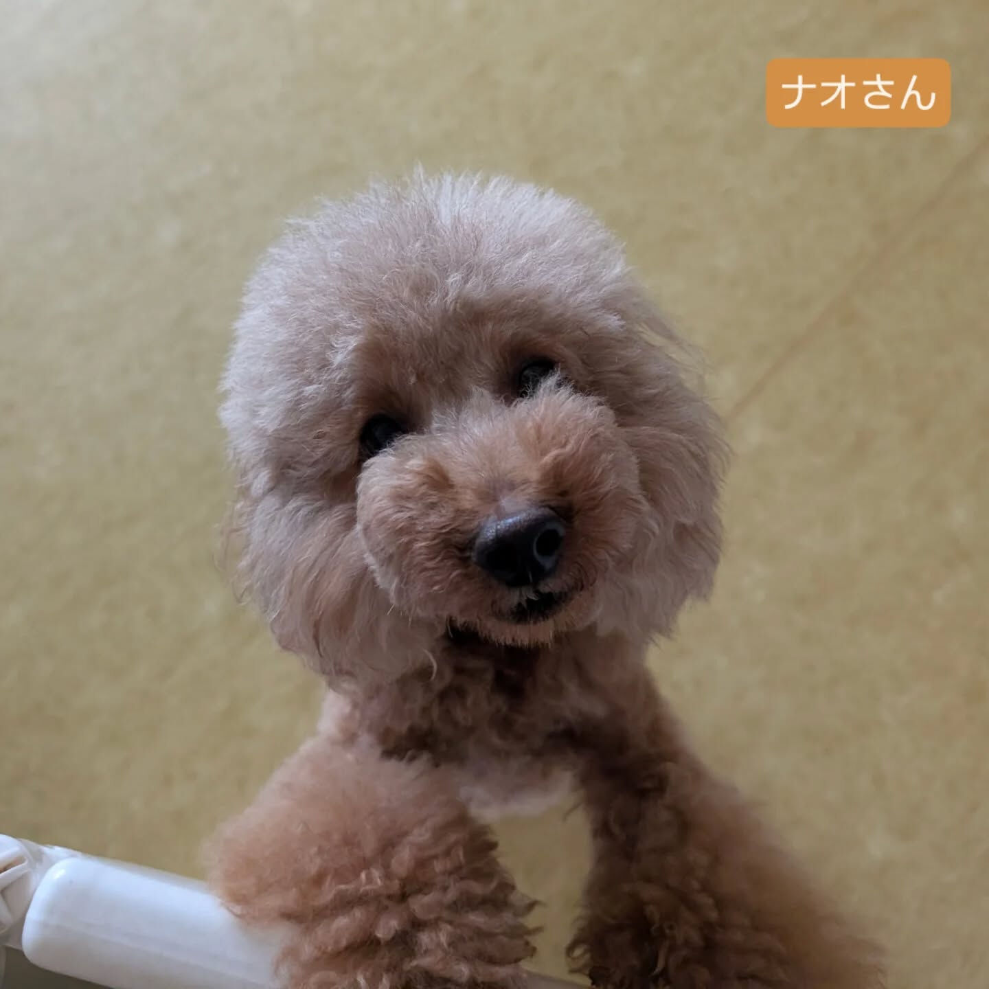 横浜市青葉区のペットシッターわんこファーストです！