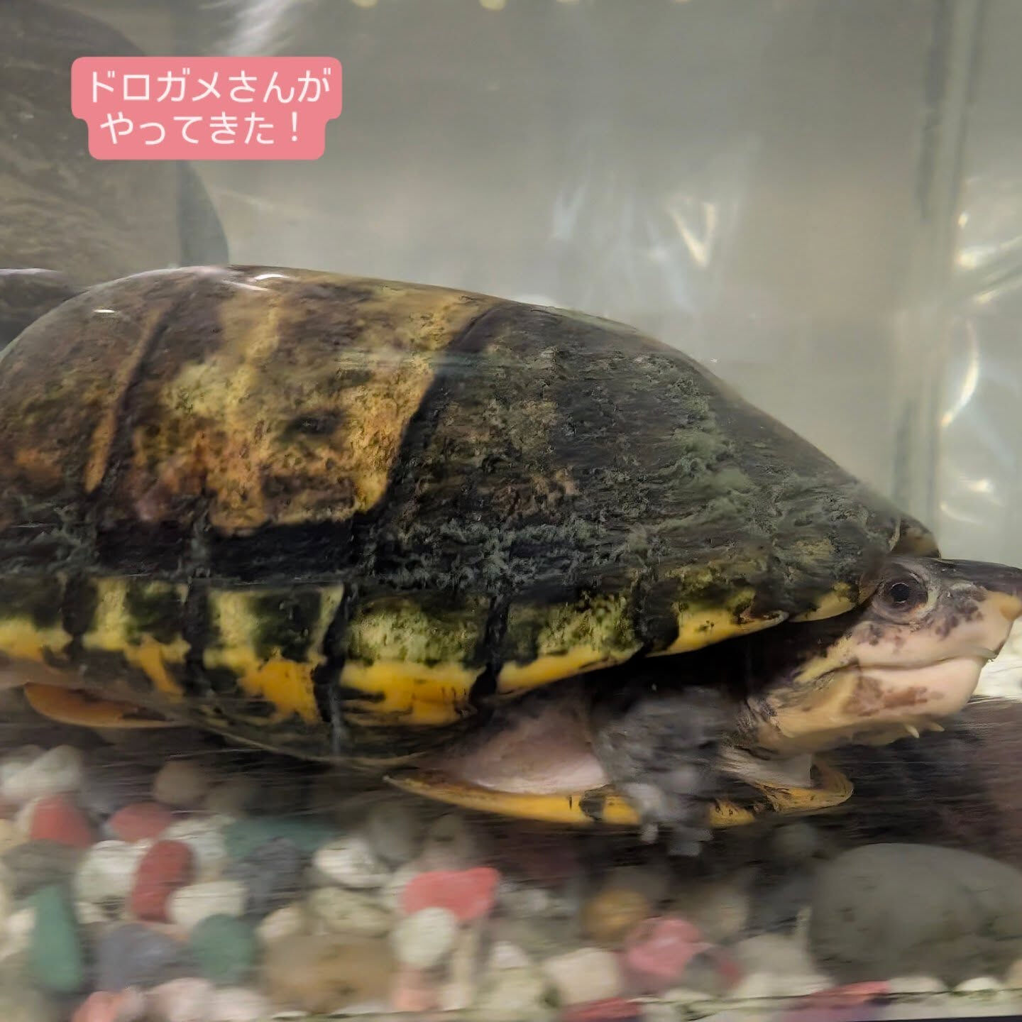 横浜市青葉区のペットシッターわんこファーストです！