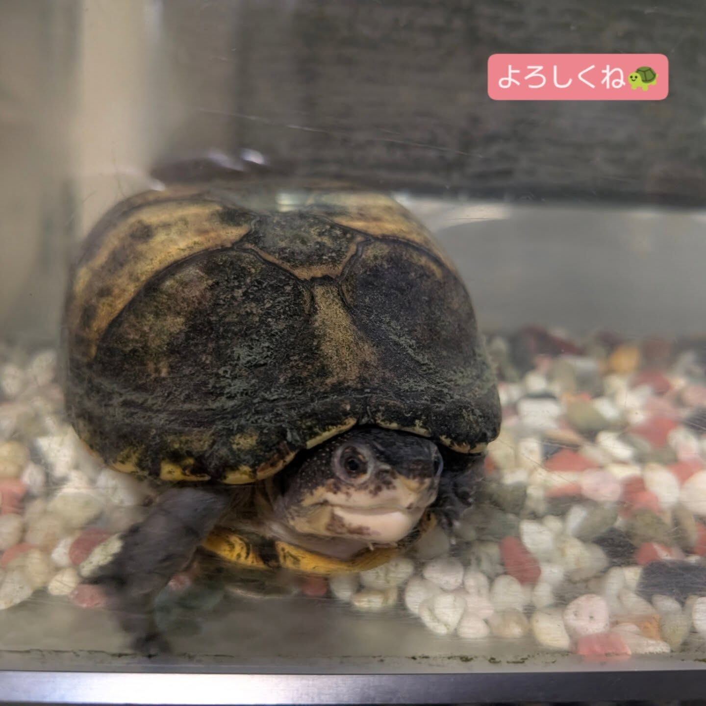 横浜市青葉区のペットシッターわんこファーストです！
