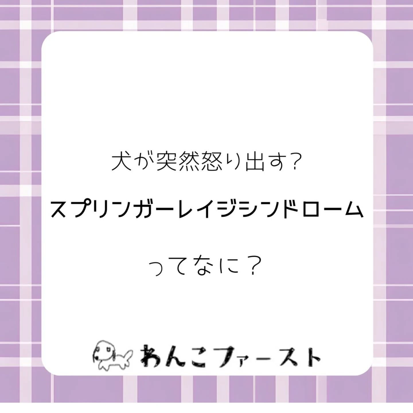 横浜市青葉区のペットシッターわんこファーストです♪