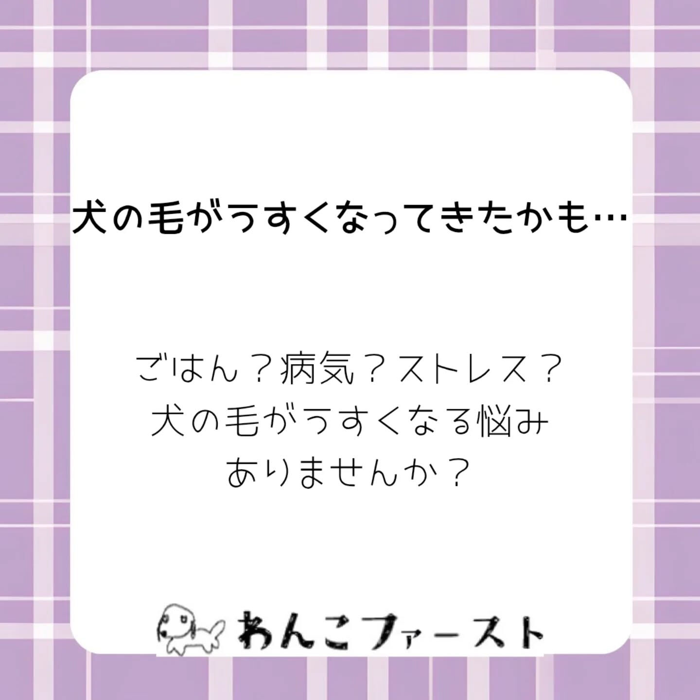 横浜市青葉区のペットシッターわんこファーストです♪
