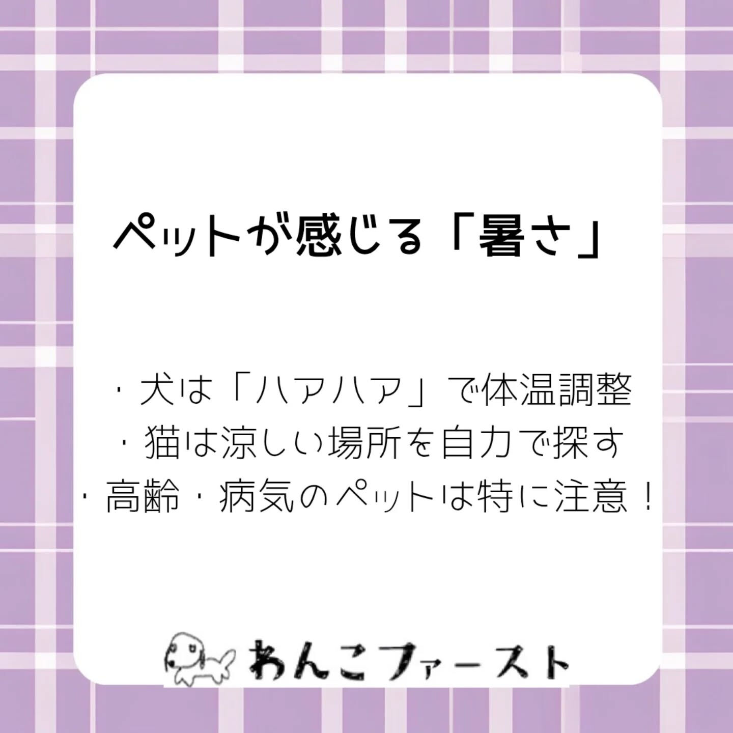 横浜市青葉区のペットシッターわんこファーストです♪