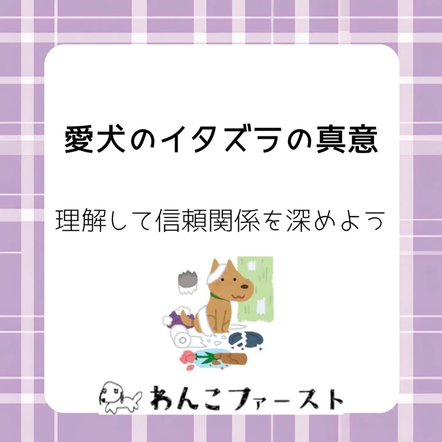 横浜市青葉区のペットシッターわんこファーストです♪