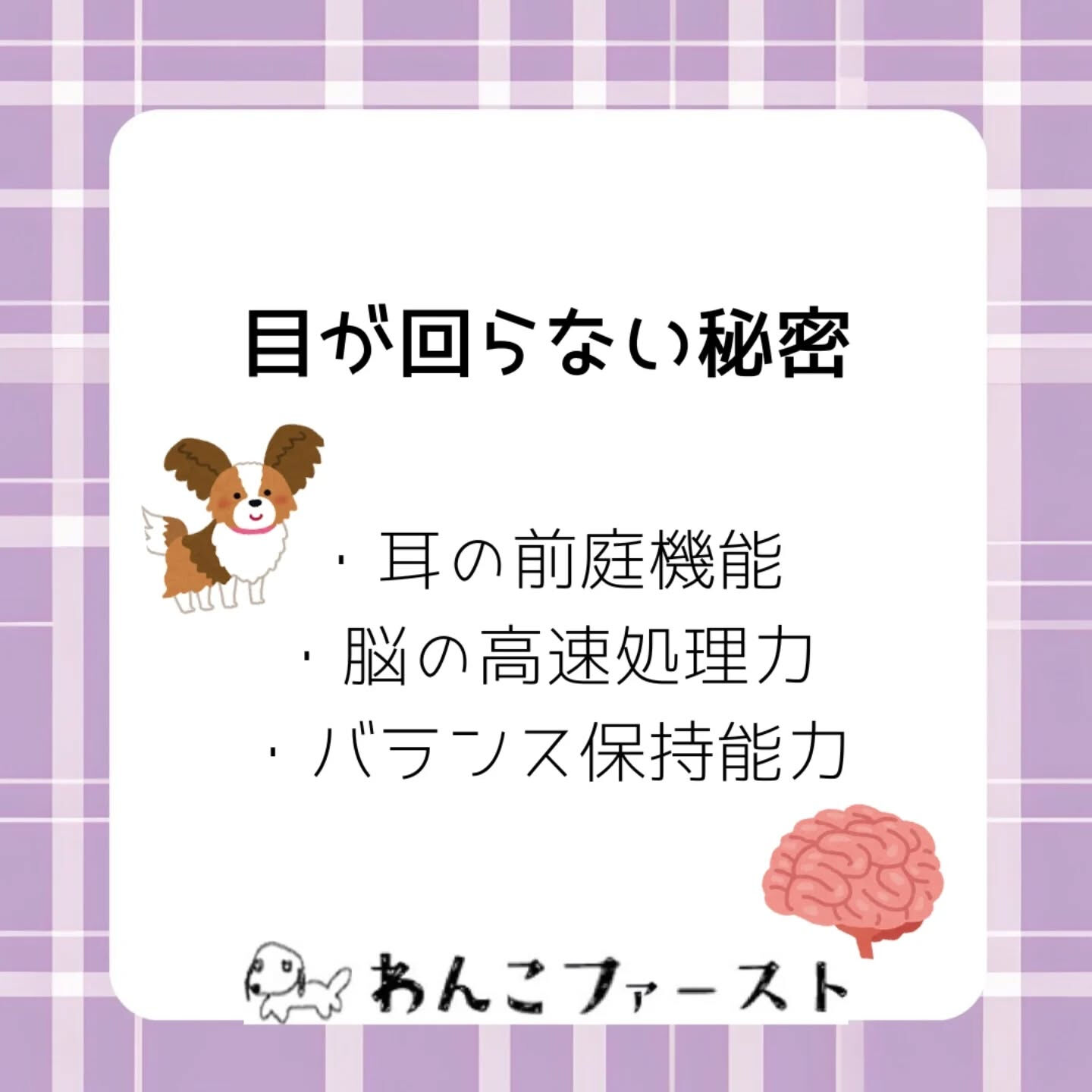 横浜市青葉区のペットシッターわんこファーストです♪