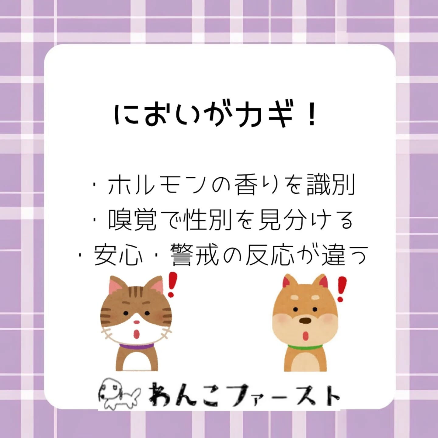 横浜市青葉区のペットシッターわんこファーストです♪