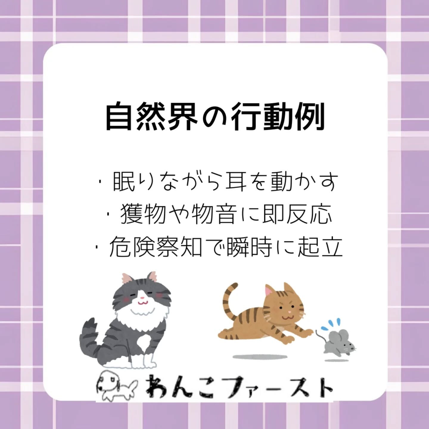 横浜市青葉区のペットシッターわんこファーストです♪