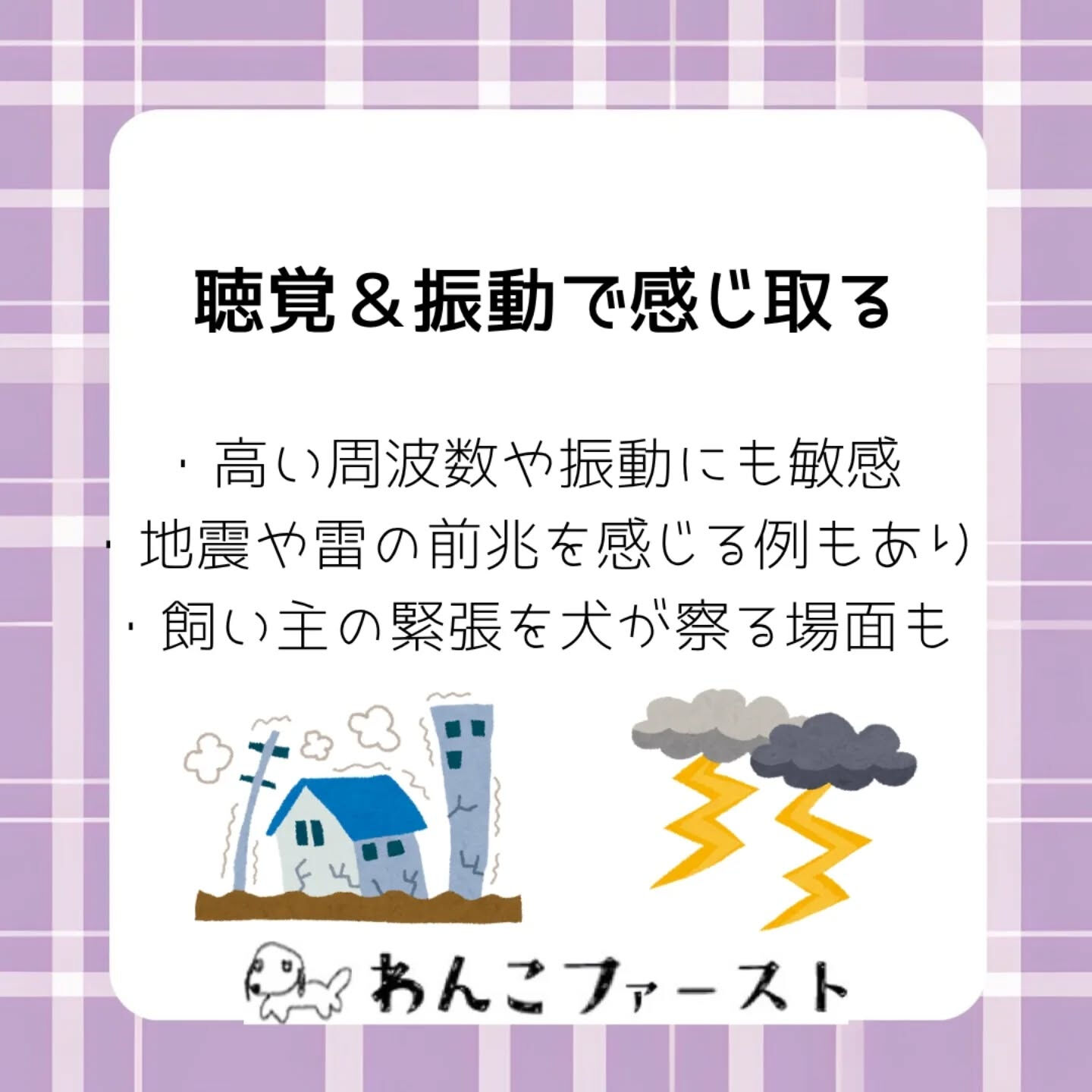 横浜市青葉区のペットシッターわんこファーストです♪