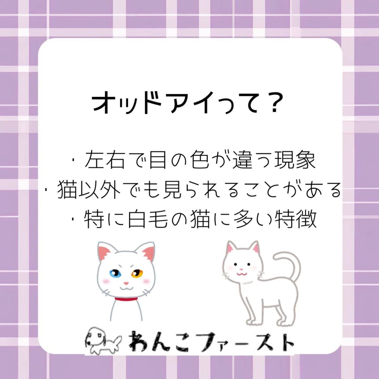 横浜市青葉区のペットシッターわんこファーストです♪
