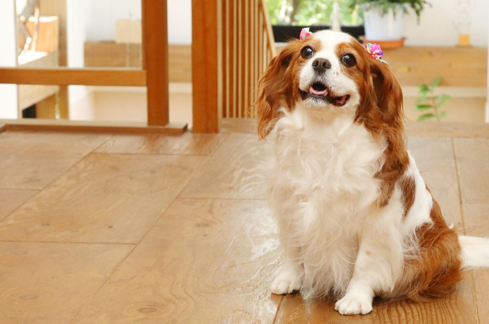 犬